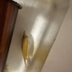 キイロハギ（沖縄産）13センチくらい　※海水魚販売 の画像