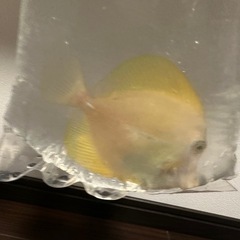 キイロハギ（沖縄産）13センチくらい　※海水魚販売 の画像