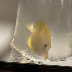 キイロハギ（沖縄産）13センチくらい　※海水魚販売 の画像