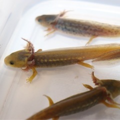 アメイロイボイモリ　幼生５匹＋保証1匹セット　自家繁殖個体 その10の画像