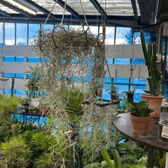 お部屋を彩る植物　エアープランツの画像