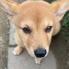 屋久島犬と豆柴MIX里親募集