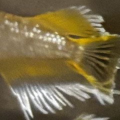 ❗️引き渡し待ち❗️🐟【フロマージュ】稚魚10匹🐟　メダカ　めだかの画像