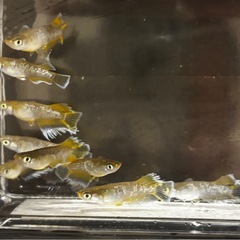 🐟【フロマージュ】若魚①ペア🐟　メダカ　めだかの画像