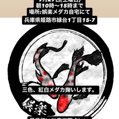娯楽メダカ三色・紅白メダカ掬い