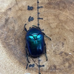 トルコホウセキカナブン 亜種シアノクロラ イラン産♀3頭 の画像