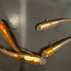 🐟【ダイアナ妃】4匹🐟　メダカ　めだかの画像