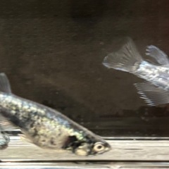 🉐🐟【ゴジラ】成魚トリオ🐟　メダカ　めだかの画像