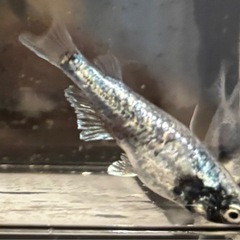 🉐🐟【ゴジラ】成魚トリオ🐟　メダカ　めだかの画像