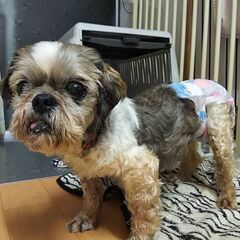  大人しく穏やかで優しいシーズーのおばあちゃま（盲目です）