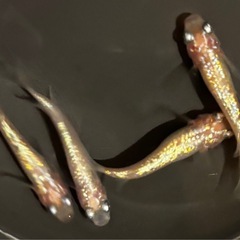 🉐🐟【ピンクサファイア】成魚4匹🐟　メダカ　めだかの画像