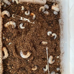 カブトムシ幼虫
の画像