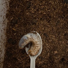 カブトムシ幼虫
の画像