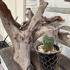 流木🪵&サボテン🌵の画像