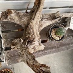流木🪵&サボテン🌵の画像