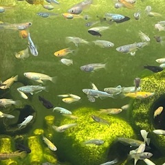 メダカ　お任せ30匹の画像