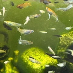 メダカ　お任せ30匹の画像