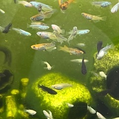 メダカ　お任せ30匹の画像