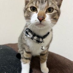 里親さん募集します。