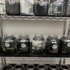 宇部市　メダカ　めだかの画像