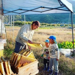 養蜂イチから教えます！毎週水・金9:00～12:00