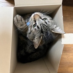 里親さん募集します。