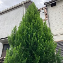 コニファー　庭木　エメラルドグリーン　の画像