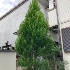 コニファー　庭木　エメラルドグリーン　の画像
