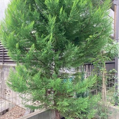 コニファー　庭木　エメラルドグリーン　の画像
