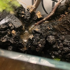 水槽　植物　カスタム　アクアリウムの画像