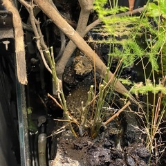 水槽　植物　カスタム　アクアリウムの画像
