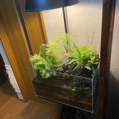水槽　植物　カスタム　アクアリウムの画像