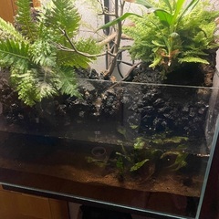 水槽　植物　カスタム　アクアリウムの画像