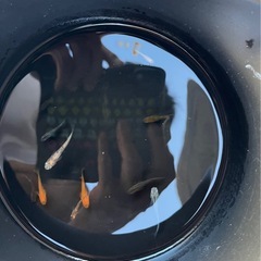③メダカ　ミックス　10匹の画像