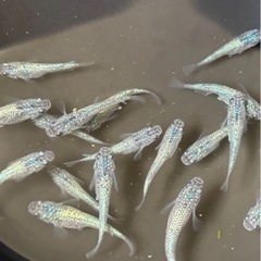 ラスト　⚠️明日、09/23(火)夕方までの取引限定　★再開します🐟ネプチューン８匹の画像