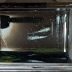 ビーンズ様作出メダカ！希少メダカ オルカメダカお譲り致します！の画像