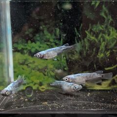 ビーンズ様作出メダカ！希少メダカ オルカメダカお譲り致します！の画像