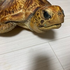 亀剥製の画像
