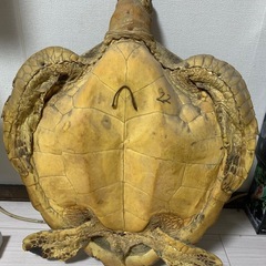 亀剥製の画像