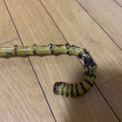 日除傘の画像