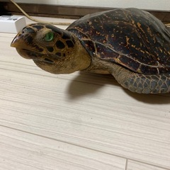 亀　剥製の画像