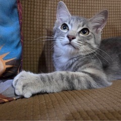 グレーキジの可愛いくーちゃん😸