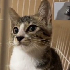 生後3ヶ月遊ぶの大好きラテくん❣️