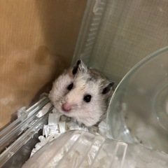 ゴールデンハムスター　