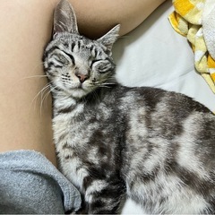 猫を探しています。