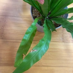 アフプレニウム　オオタニワタリ　観葉植物の画像
