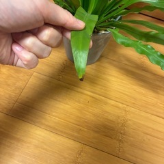 アフプレニウム　オオタニワタリ　観葉植物の画像