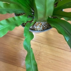 アフプレニウム　オオタニワタリ　観葉植物の画像
