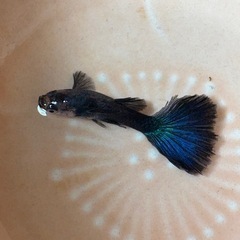 グッピー若魚の画像