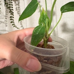 アンスリウム ベイチー　観葉植物の画像